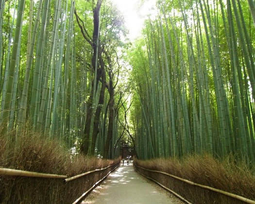 Bamboo forest